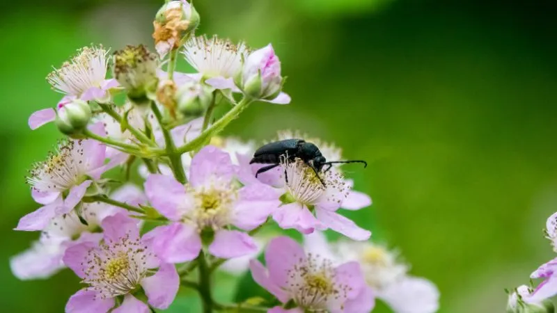 Beautiful cluster Bramble flower blooming together naturally.