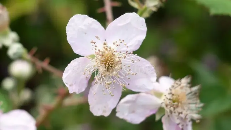 Detailed Close-Up Bramble flower showing delicate blossoms.