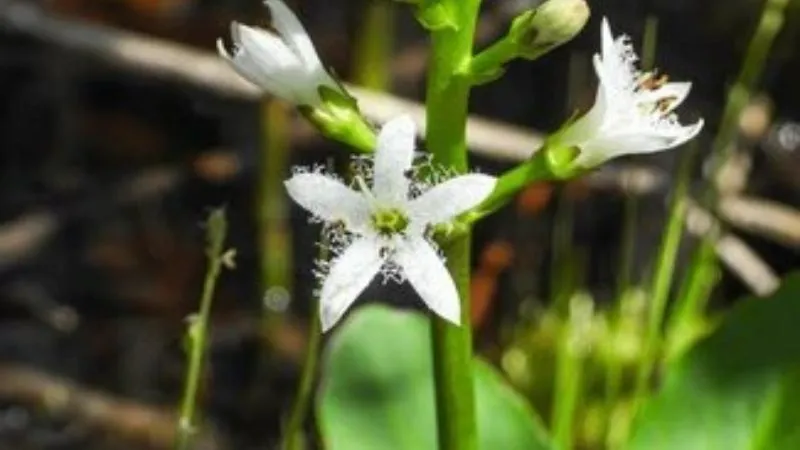 Detailed Close-Up Buckbean flower showing delicate blossoms.