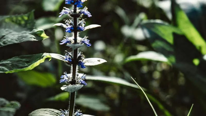 Close-Up View Bugleweed flower revealing floral details.