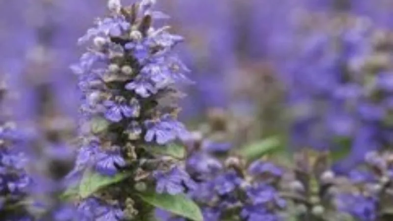 Detailed Close-Up Bugleweed flower spike showing delicate blooms.