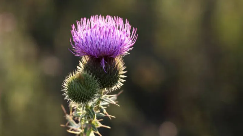 Detailed Close-Up Burdock flower heads showing floral structure.