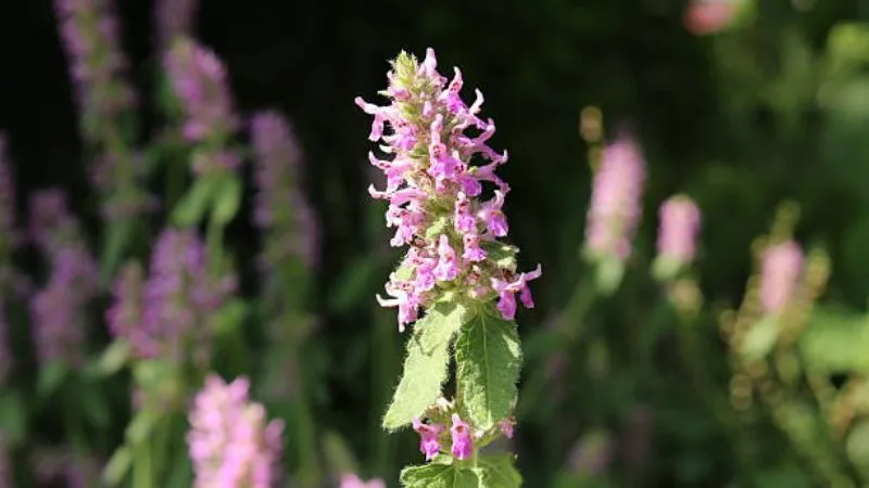 Beautiful cluster Betony flower growing on a flowering stem.