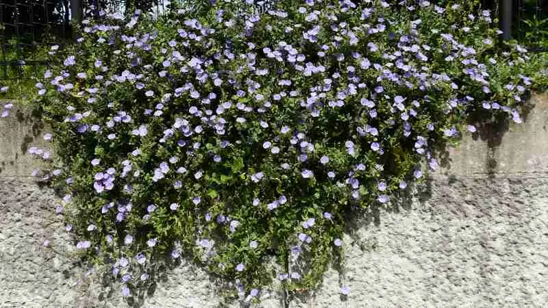 Cluster bloom Purple Bindweed flower growing together on a vine.