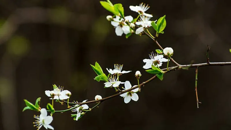 Beautiful Cluster Blackthorn flower forming on a branch.