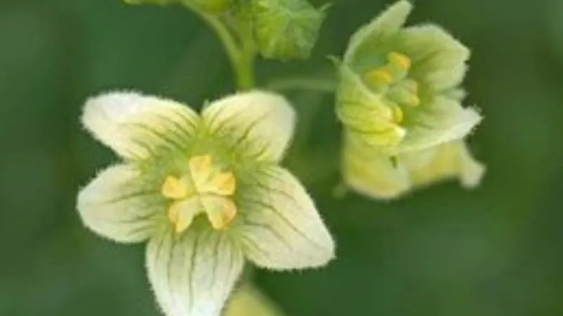 Flower Cluster Bryony flower creating an attractive display.