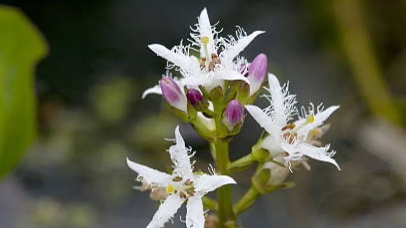 Flower Cluster Buckbean flower creating an attractive display.