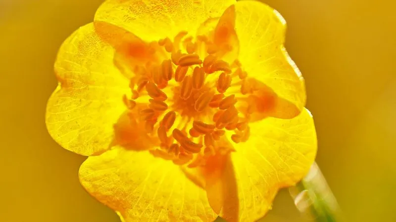 Detailed Cluster Buttercup flower showing close-up floral beauty.