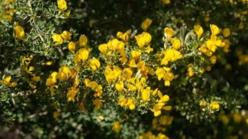 Spiny Stem Prickly Broom flower cluster creating a natural display.