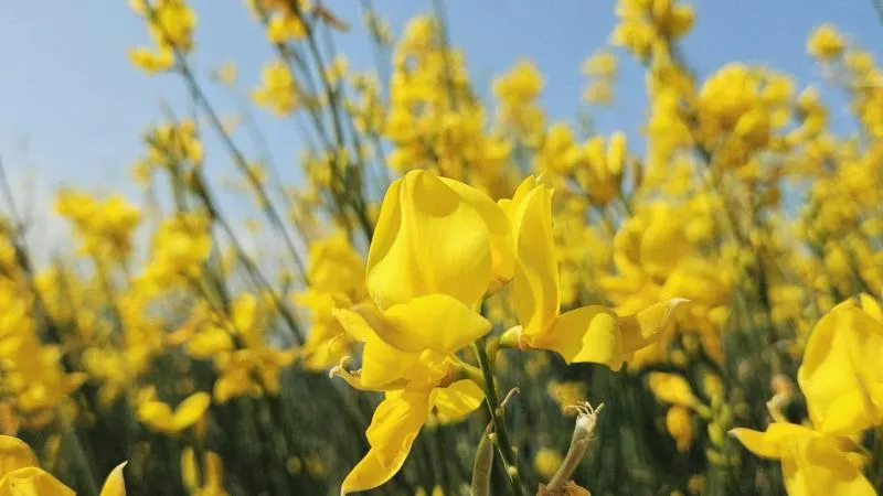 Branching Stems Spanish Broom flower cluster creating a floral display.