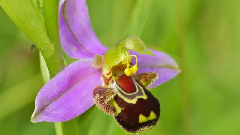Detailed structure Bee Orchid flower showcasing unique floral features.