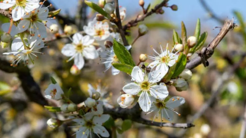 Flowering Branch Blackthorn flower showcasing beautiful blossoms.