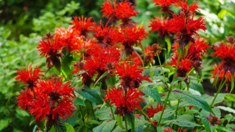 Tall stem Bee Balm flower growing on flowering stems.