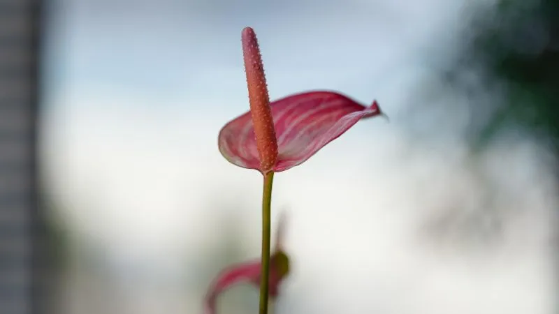Detailed close-up Anthurium flower showing intricate floral details.