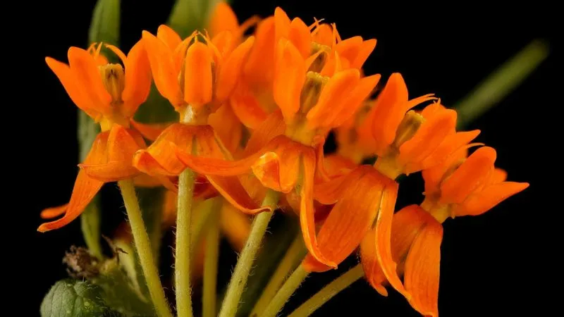 Macro View Butterfly Weed flower showing star-shaped petals.