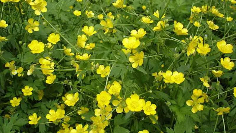 Detailed Photograph Buttercup flower highlighting bloom structure.