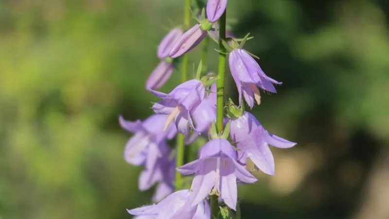 Detailed Close-Up Bluebell flower showing delicate petals.