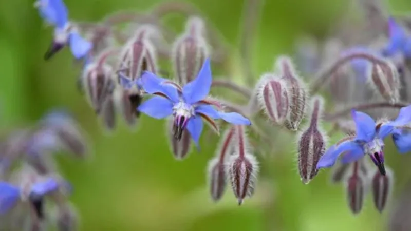 Detailed Close-Up Borage flower showing delicate floral details.