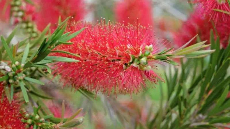 Detailed View Bottle Brush flower showing floral structure.