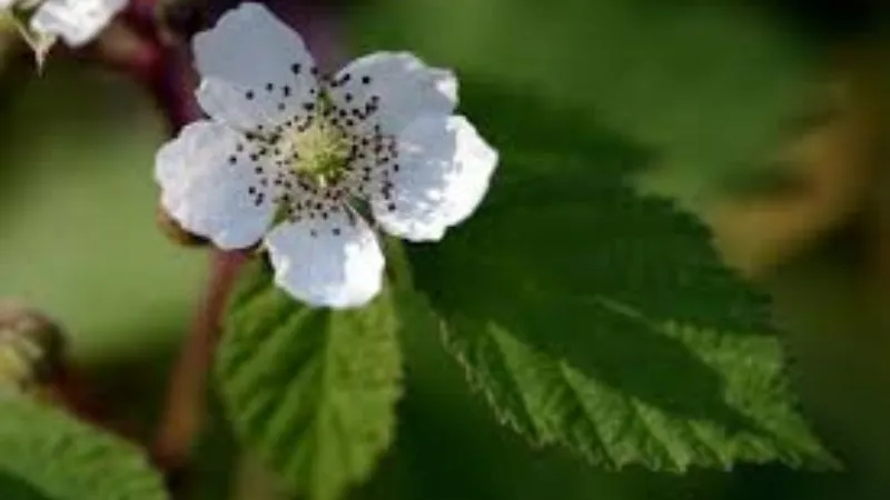 Detailed close-up Bramble flower revealing floral structure.