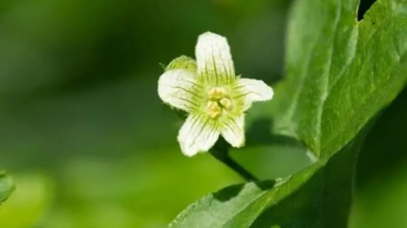Detailed Close-Up Bryony flower showing delicate petals.