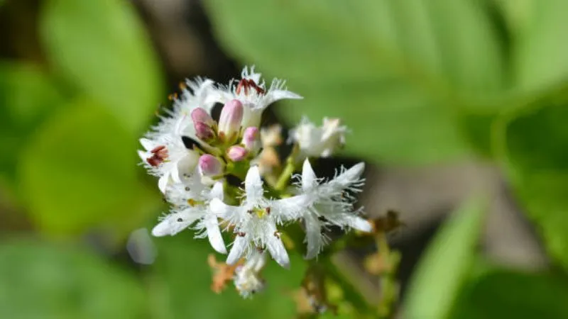 Detailed Close-Up Buckbean flower showing delicate features.
