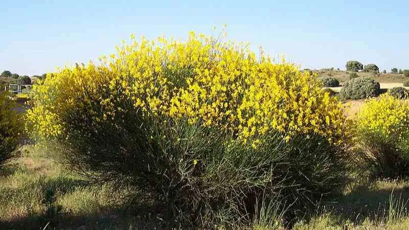 Detailed Close-Up Spanish Broom flower showing floral details.