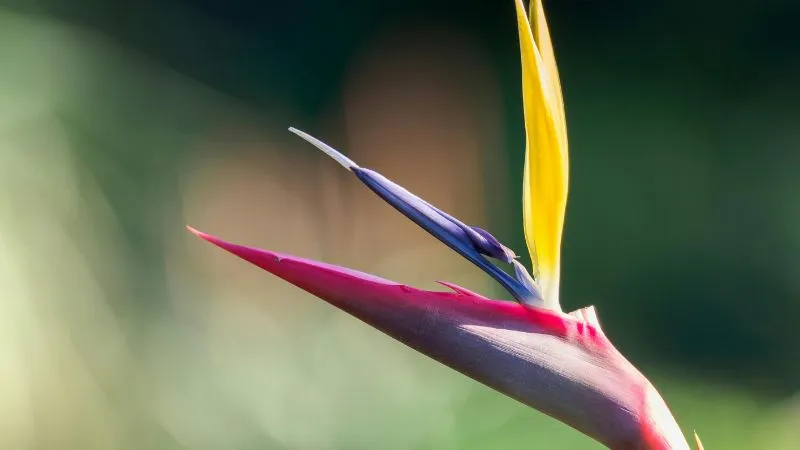 Tropical garden Bird of Paradise flower growing naturally.