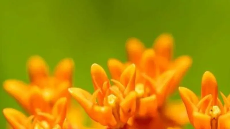 Extreme Close-Up Butterfly Weed flower buds showing detailed structure.