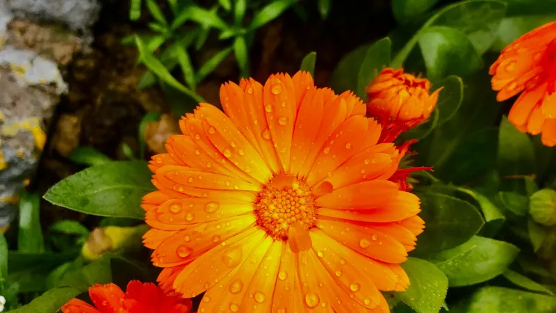 Dew Drops Calendula flower with an orange bloom beside a bud.