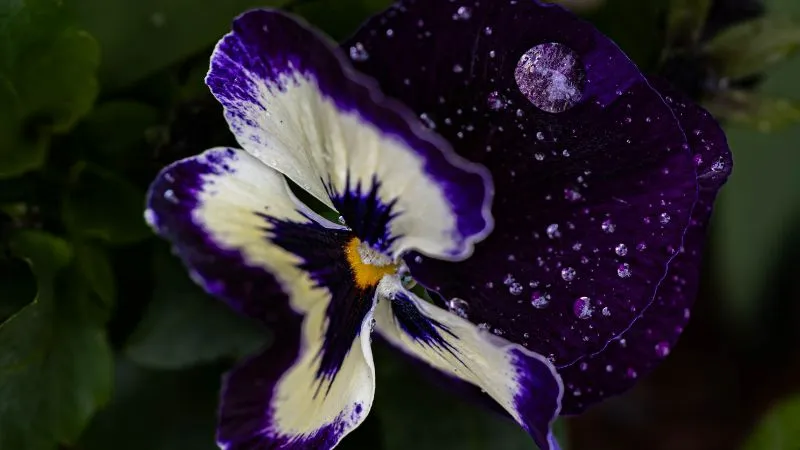 Close-up of a deep purple pansy flower with white markings and dewdrops