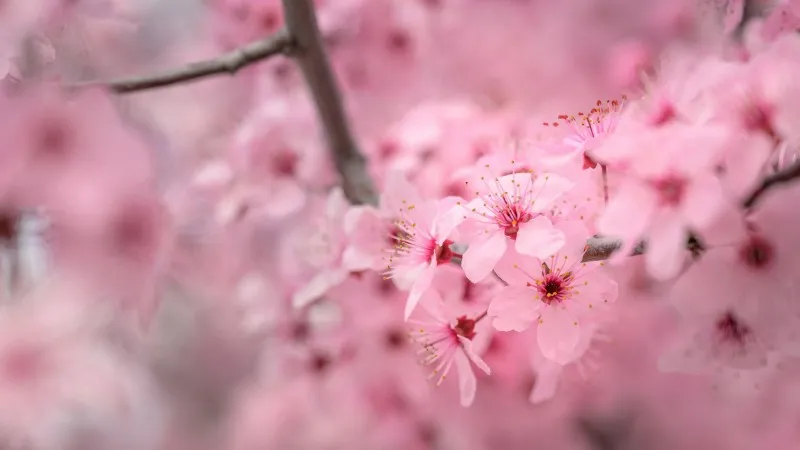 Single pink Cherry Blossom flower with water droplets on petals.
