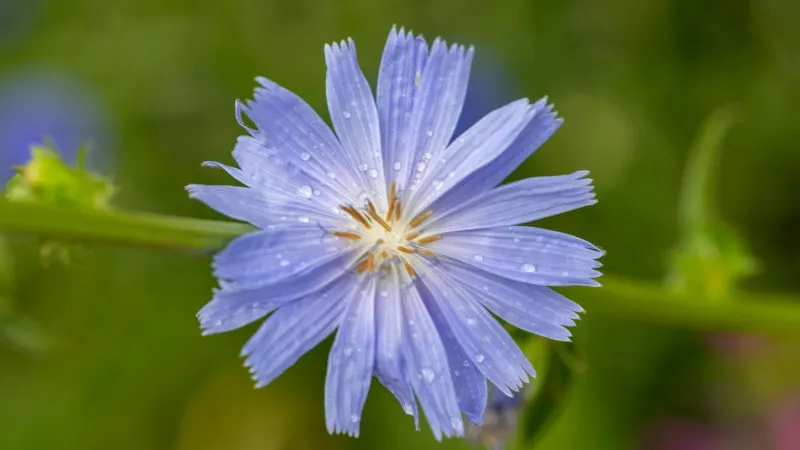 Blue Chicory flower covered in water droplets against a green background.