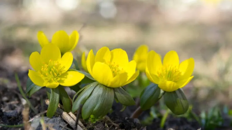 Yellow Christmas Aconite flower bud with water droplets beside a fallen branch.