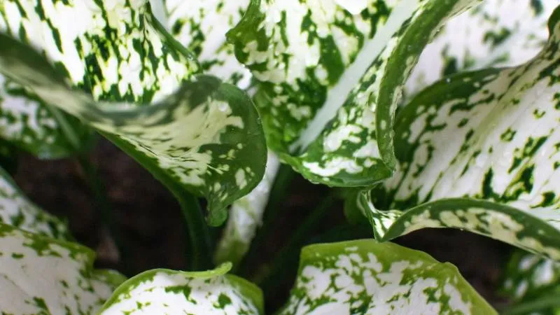 Close-up of dieffenbachia plant leaf vein pattern