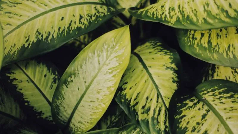 Dieffenbachia plant leaves glowing in golden light