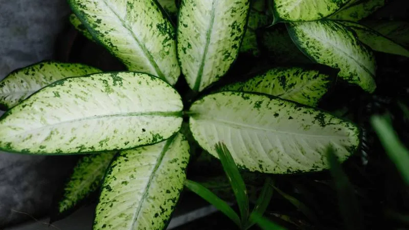 Dieffenbachia plant leaves with bright yellow-green veining