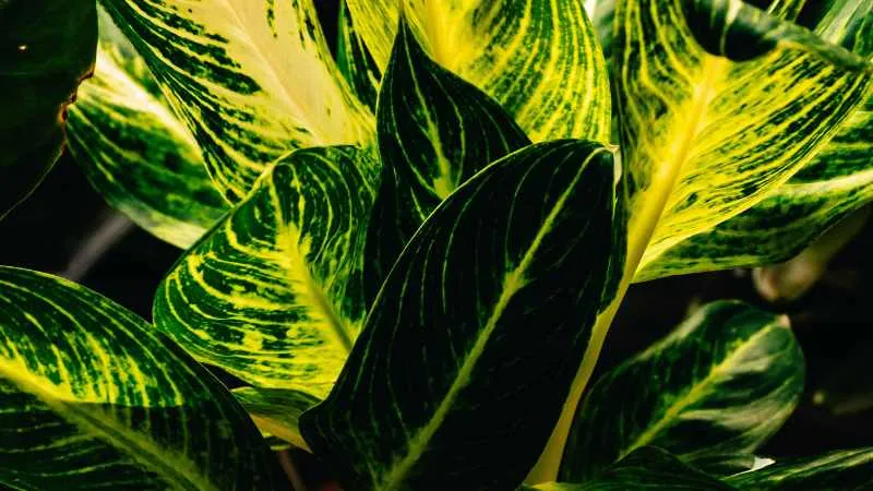 Dieffenbachia plant leaves showing cream speckled pattern