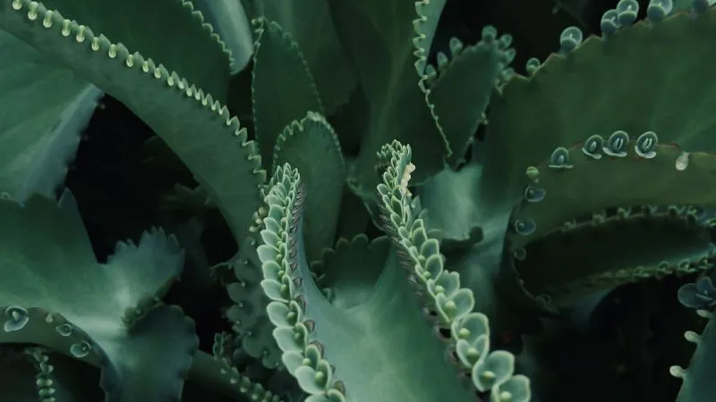Dieffenbachia plant leaves with cream and green speckled pattern