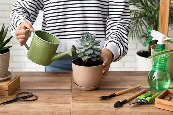 Distilled water for succulents