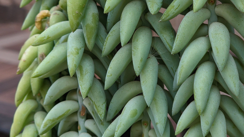 Donkey's Tail plant with pink flowers