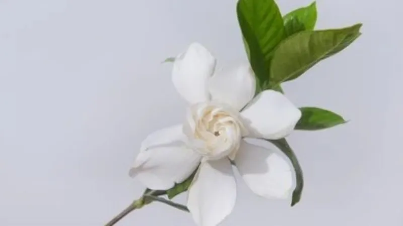 Close-up of a fully open double-petaled white Cape Jasmine flower with green leaves