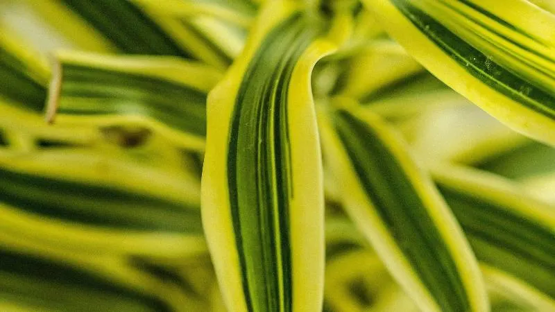 Vibrant green Dracaena houseplant