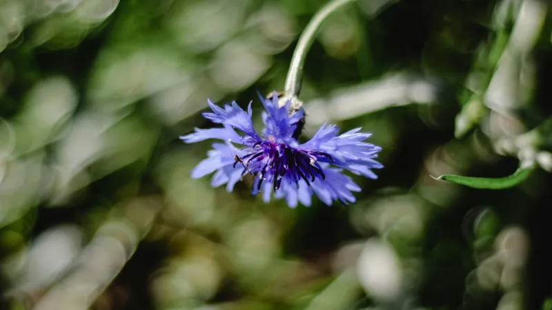 Blue Cornflower flower gently nodding downward against soft green bokeh.