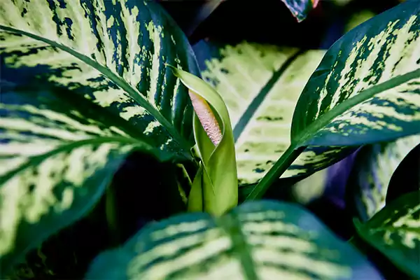 Dumb Cane