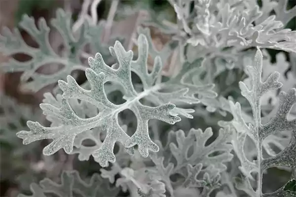 Dusty Miller
