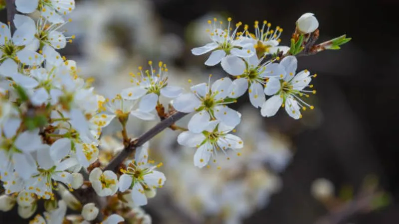 Early Blooming Blackthorn flower appearing before foliage.