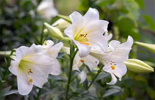 Easter Lily