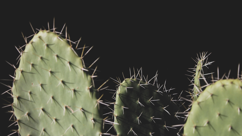 Eastern Prickly Pear Cactus growing outdoors