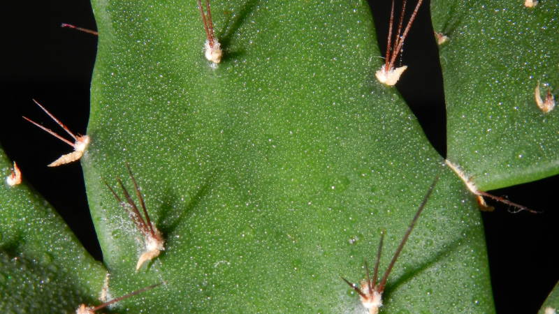 Close-up of Eastern Prickly Pear Cactus pads